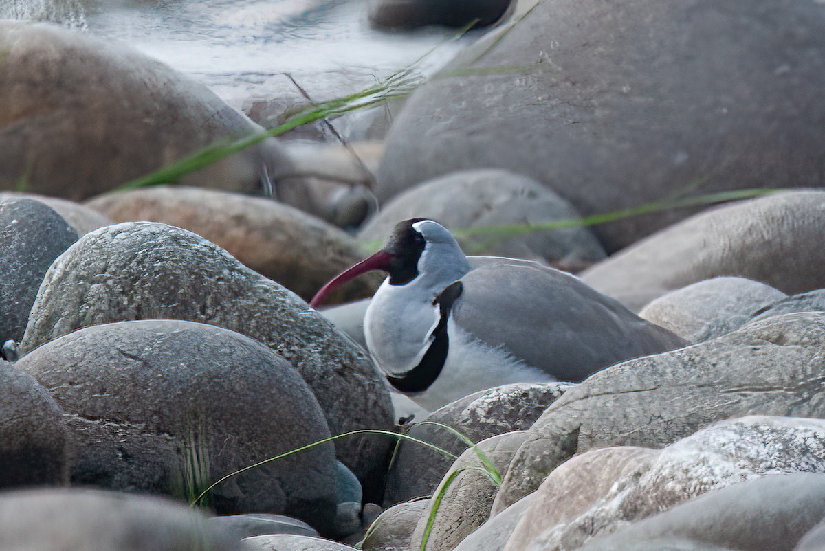 Ibisbill - ML433580281