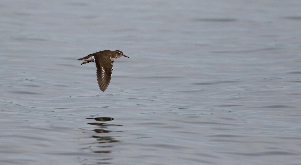 Spotted Sandpiper - ML43358051