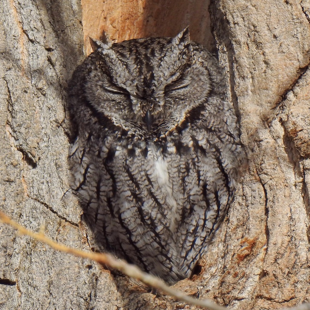 Western Screech-Owl - ML433581011