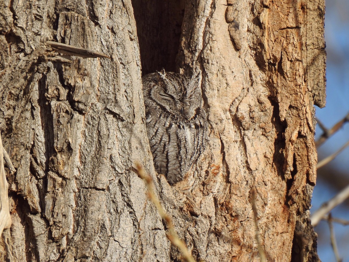 Western Screech-Owl - ML433581041