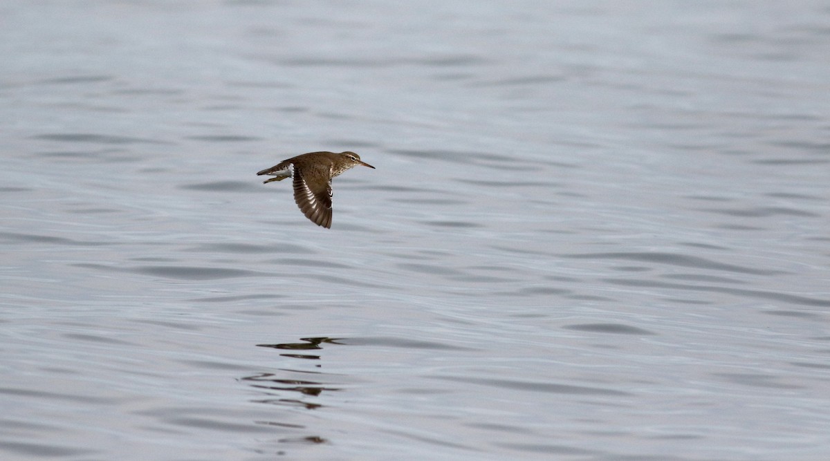 Spotted Sandpiper - ML43358111