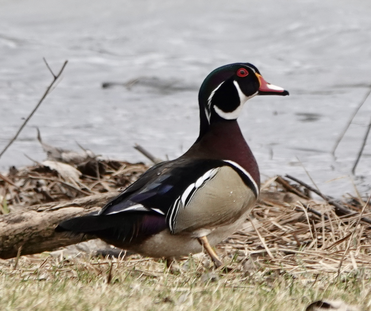 Wood Duck - Bart Williams