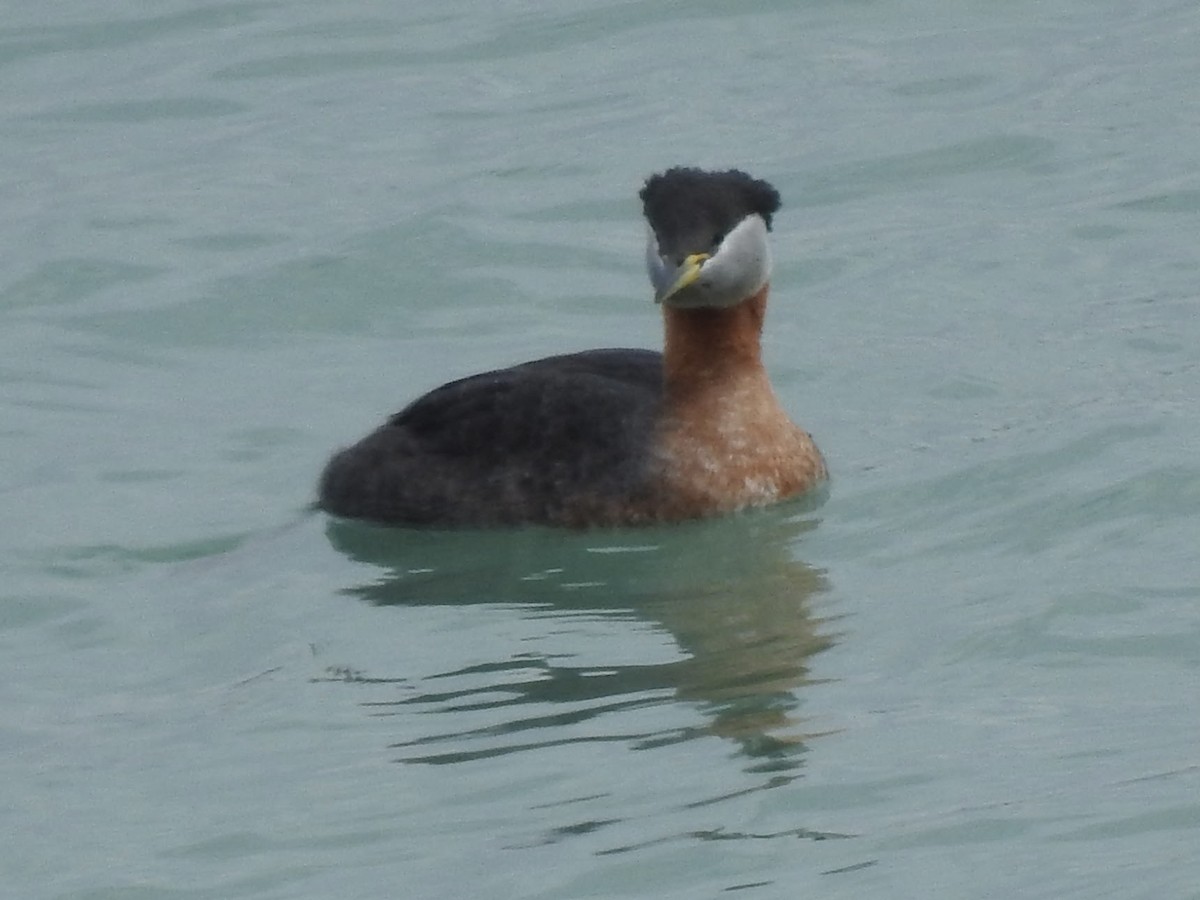 Red-necked Grebe - Linda Standfield