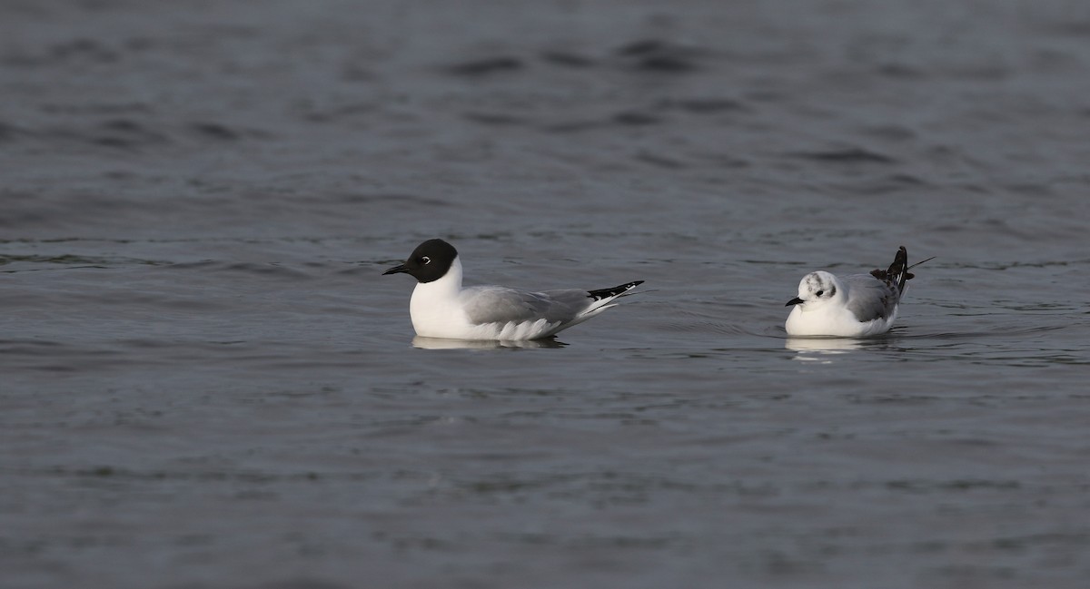 Bonaparte's Gull - ML43358341