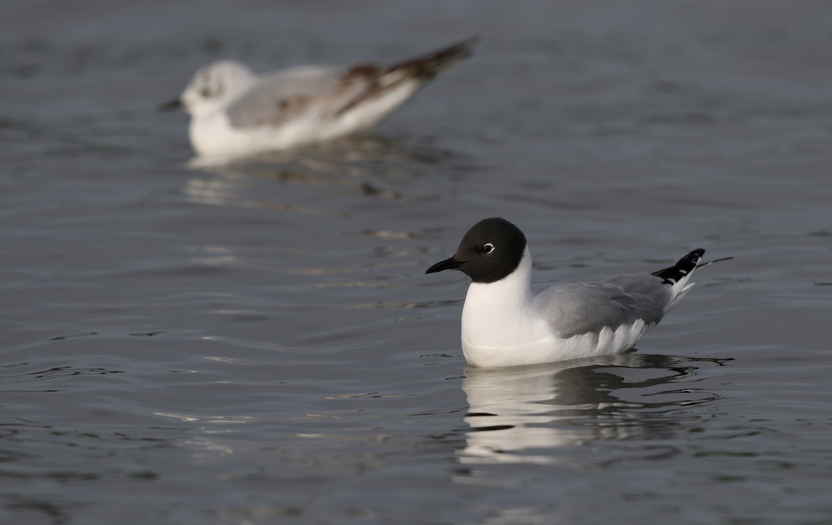 Bonaparte's Gull - ML43358401