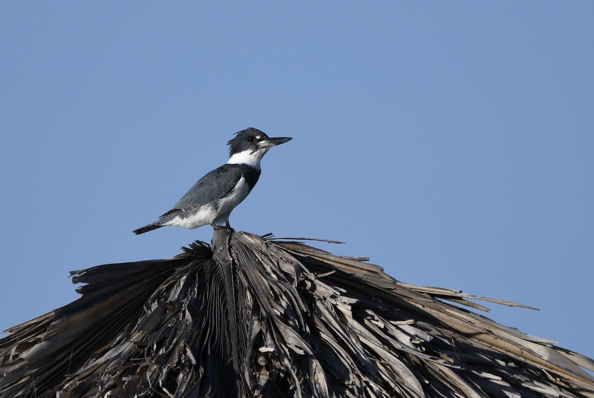 Belted Kingfisher - ML433587241