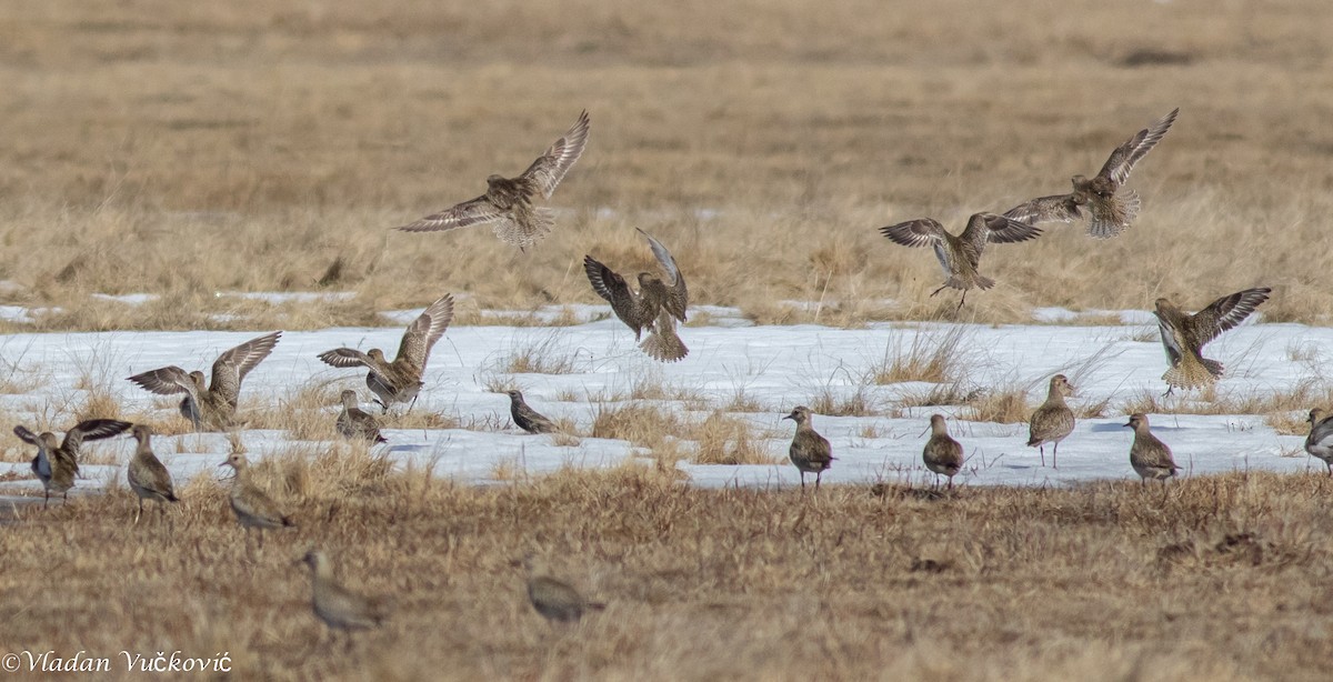 European Golden-Plover - ML433587781