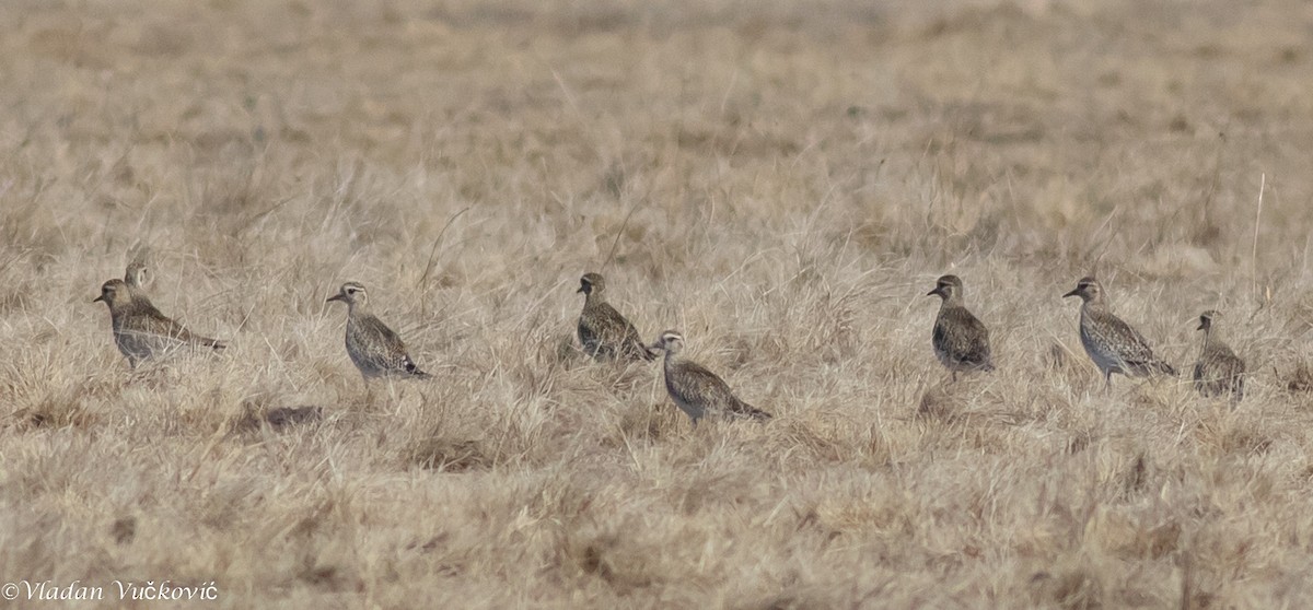 European Golden-Plover - ML433587791