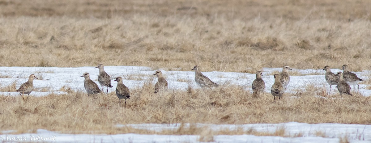 European Golden-Plover - ML433587801