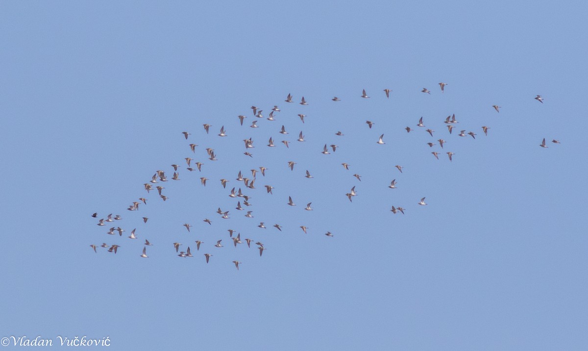 European Golden-Plover - ML433587811