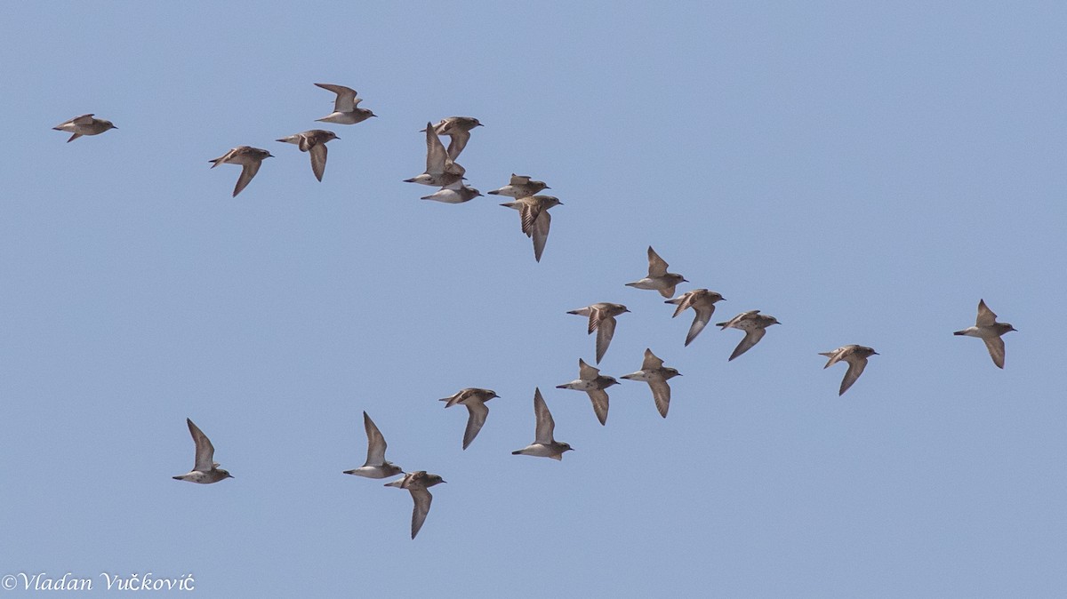 European Golden-Plover - ML433587821