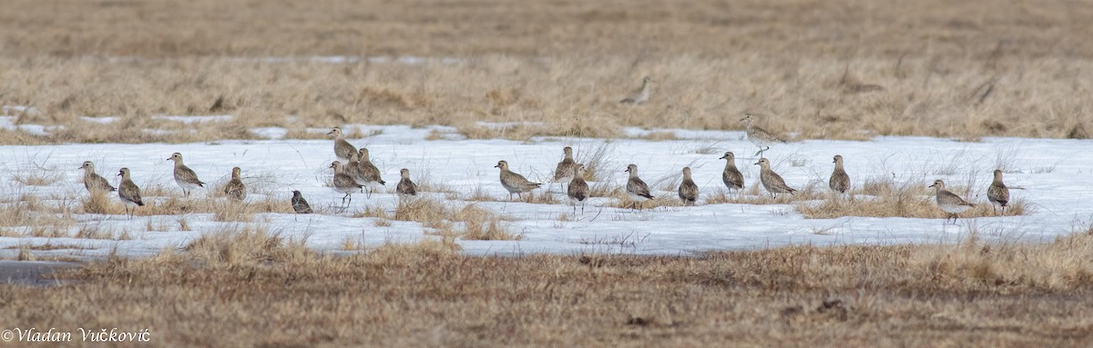 European Golden-Plover - ML433587881