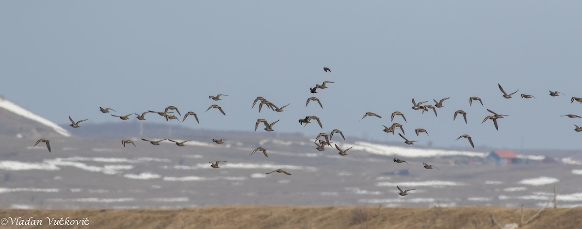 European Golden-Plover - ML433587891