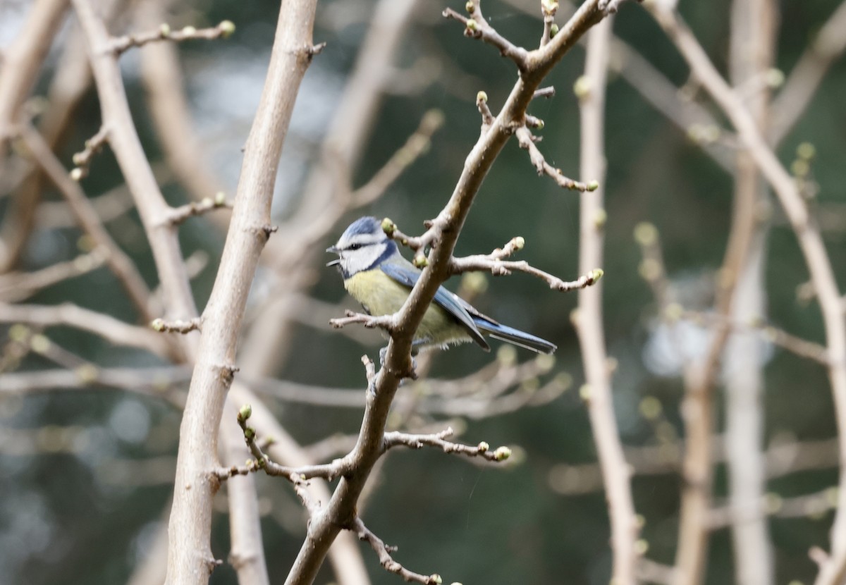 Eurasian Blue Tit - John Bruin