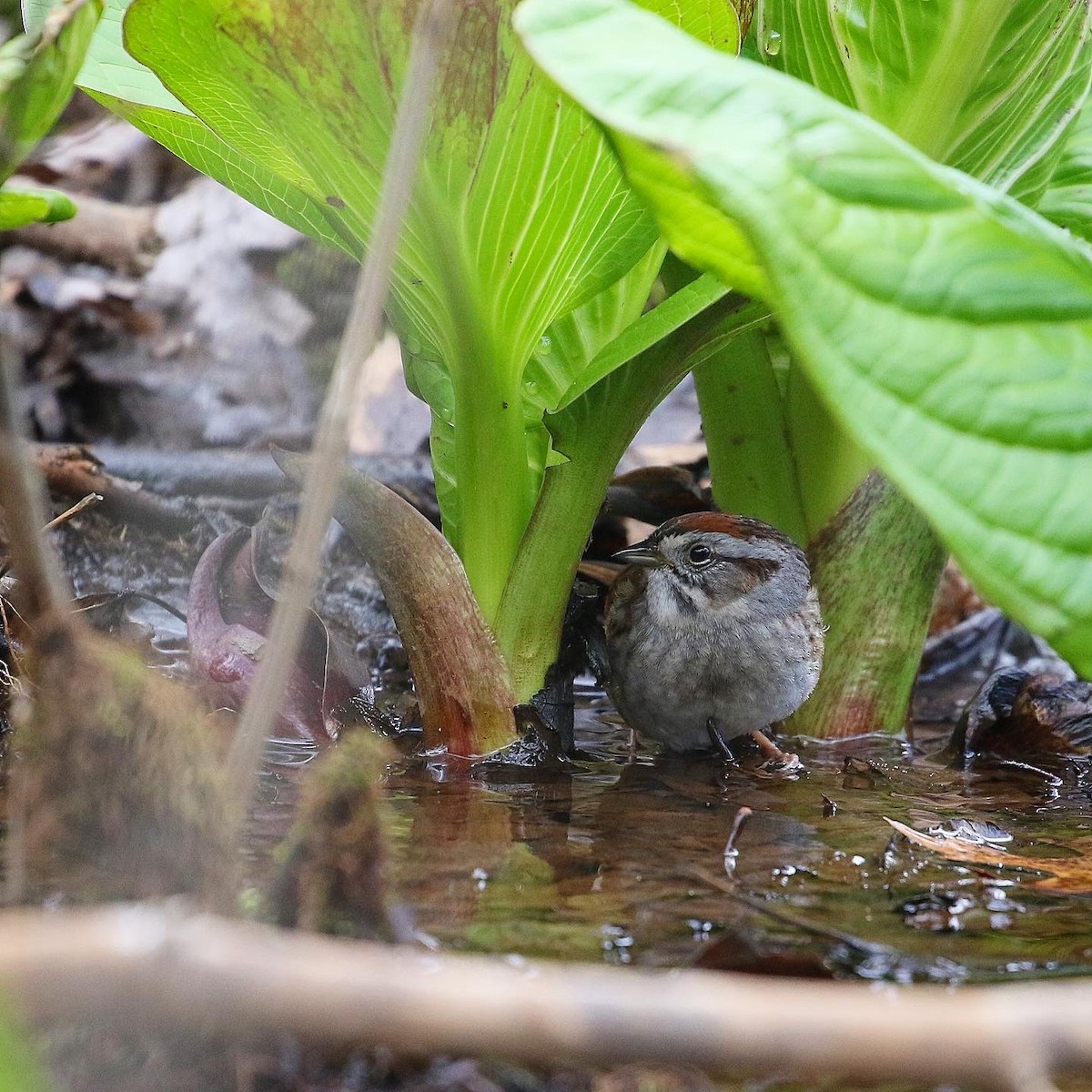 Swamp Sparrow - ML433588521
