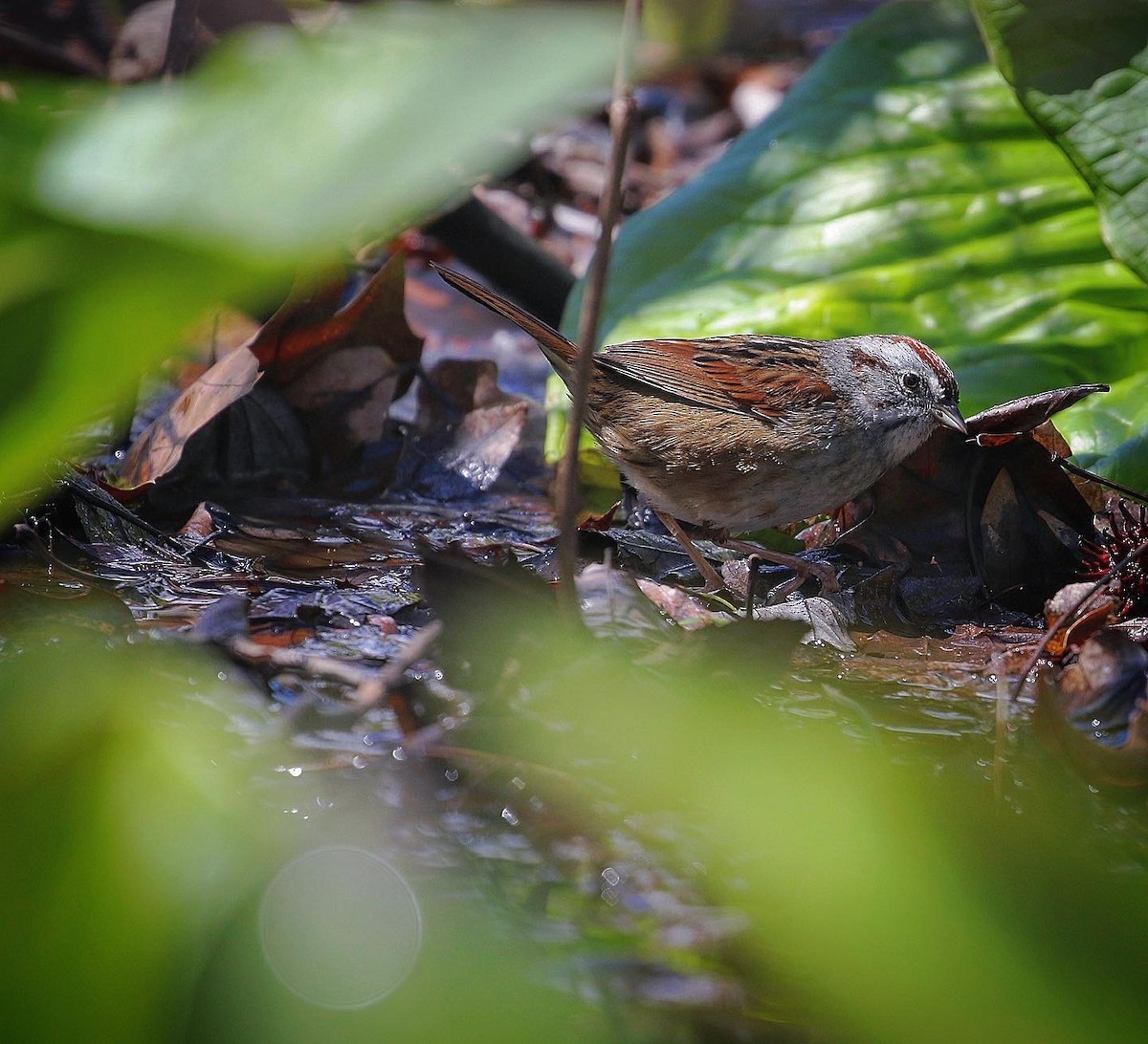 Swamp Sparrow - ML433588531