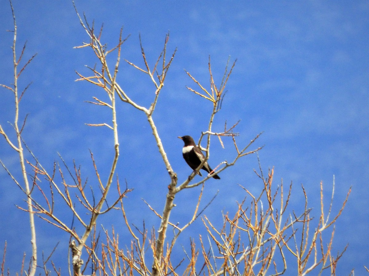 Mirlo Capiblanco (torquatus) - ML433588861