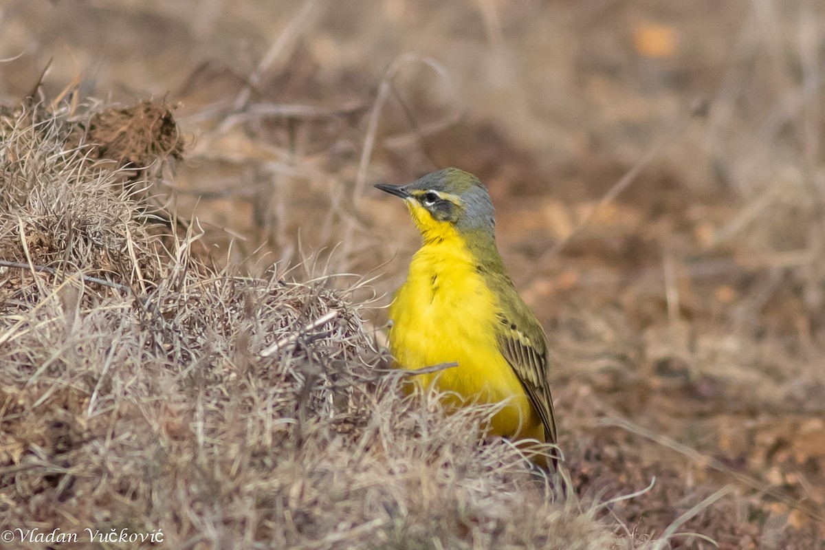 Western Yellow Wagtail - Vladan Vuckovic