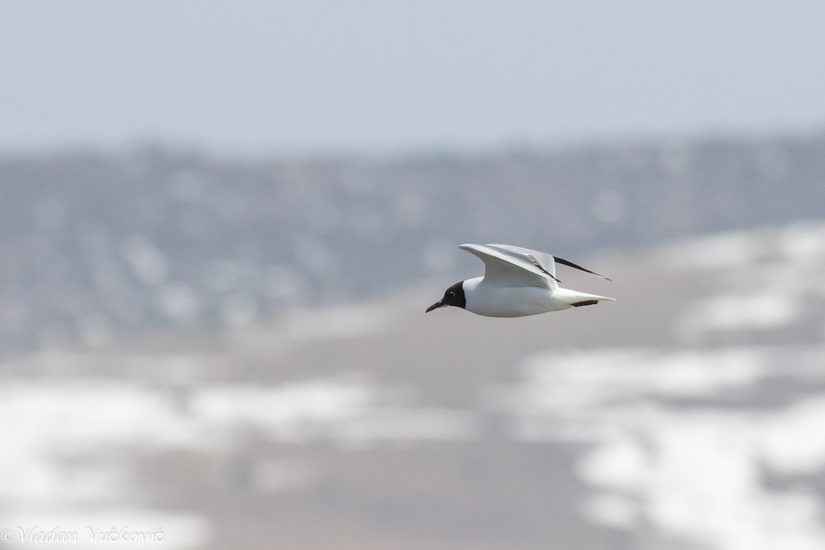 Black-headed Gull - ML433589221