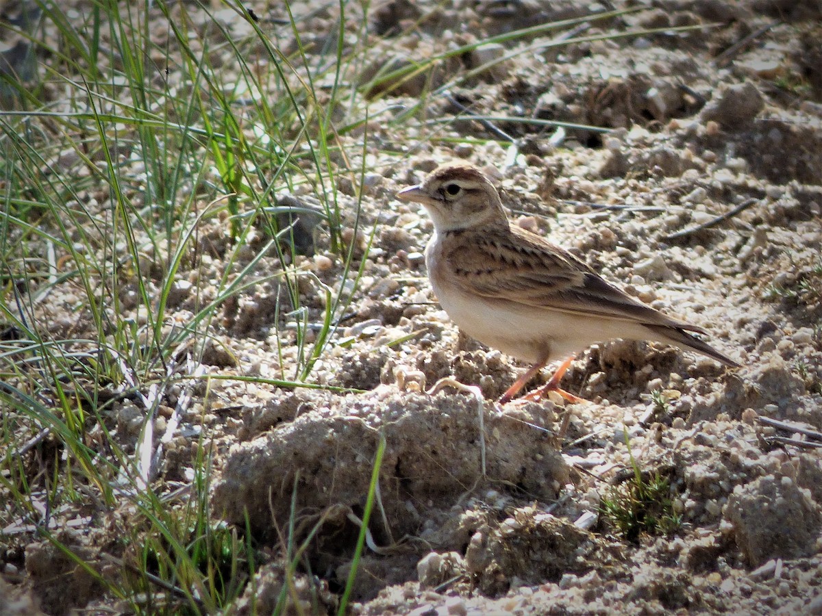skřivánek krátkoprstý - ML433589261