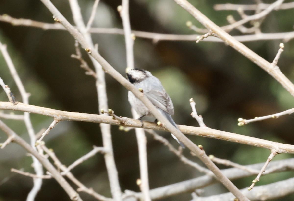 Long-tailed Tit - ML433590141