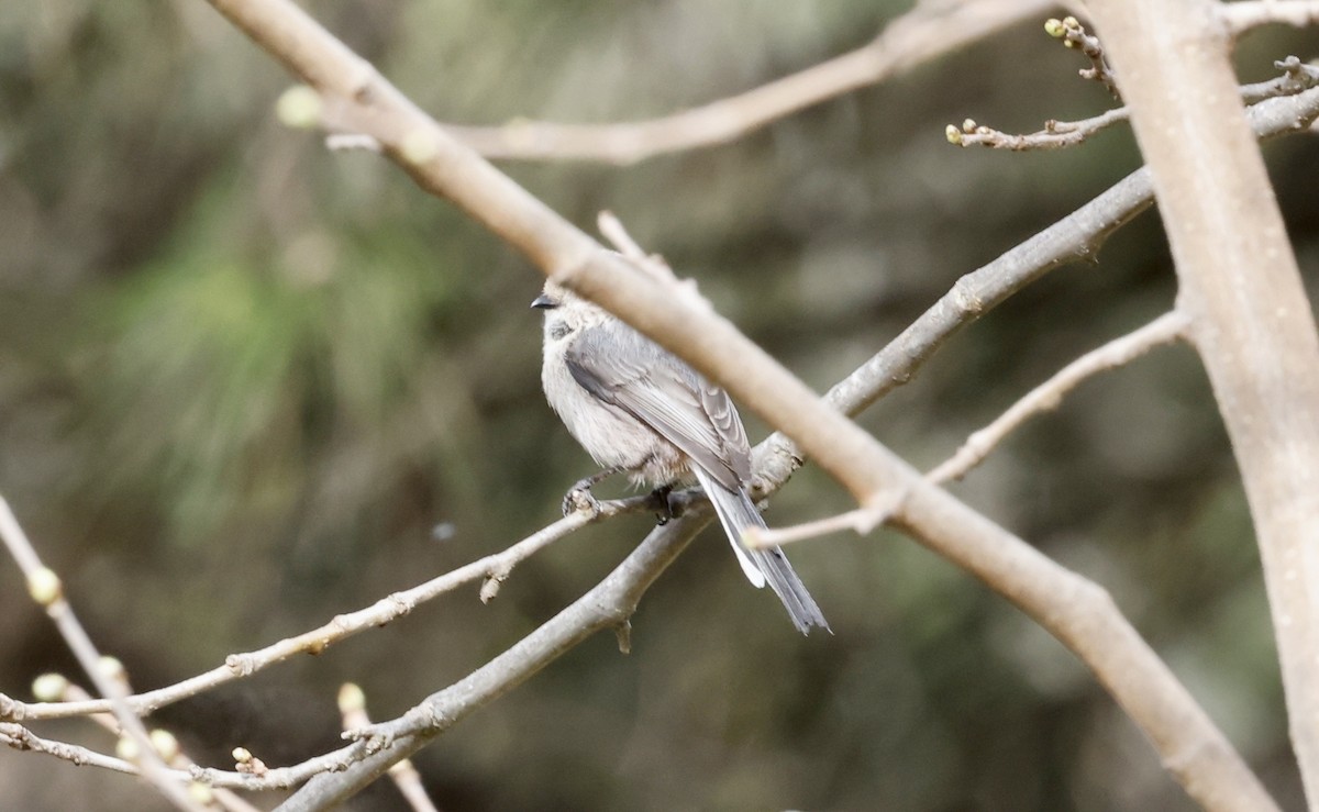 Long-tailed Tit - John Bruin