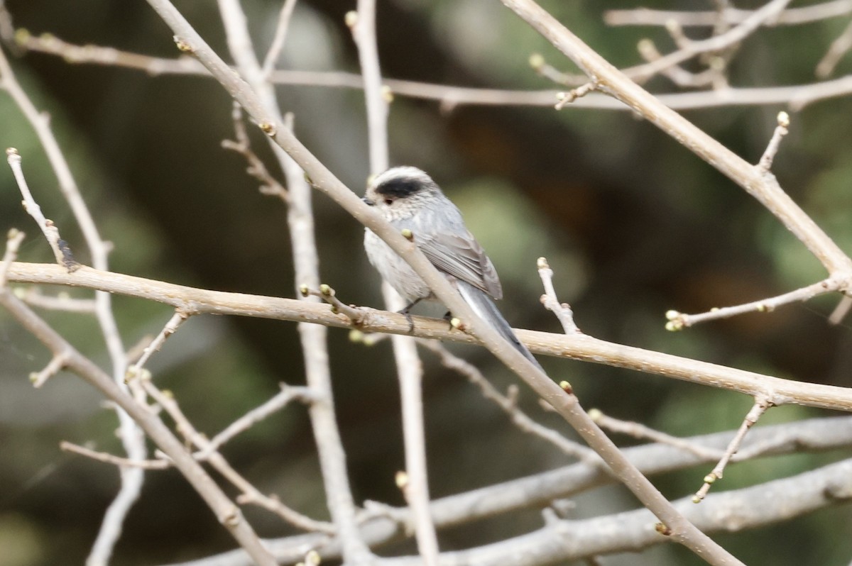 Long-tailed Tit - John Bruin