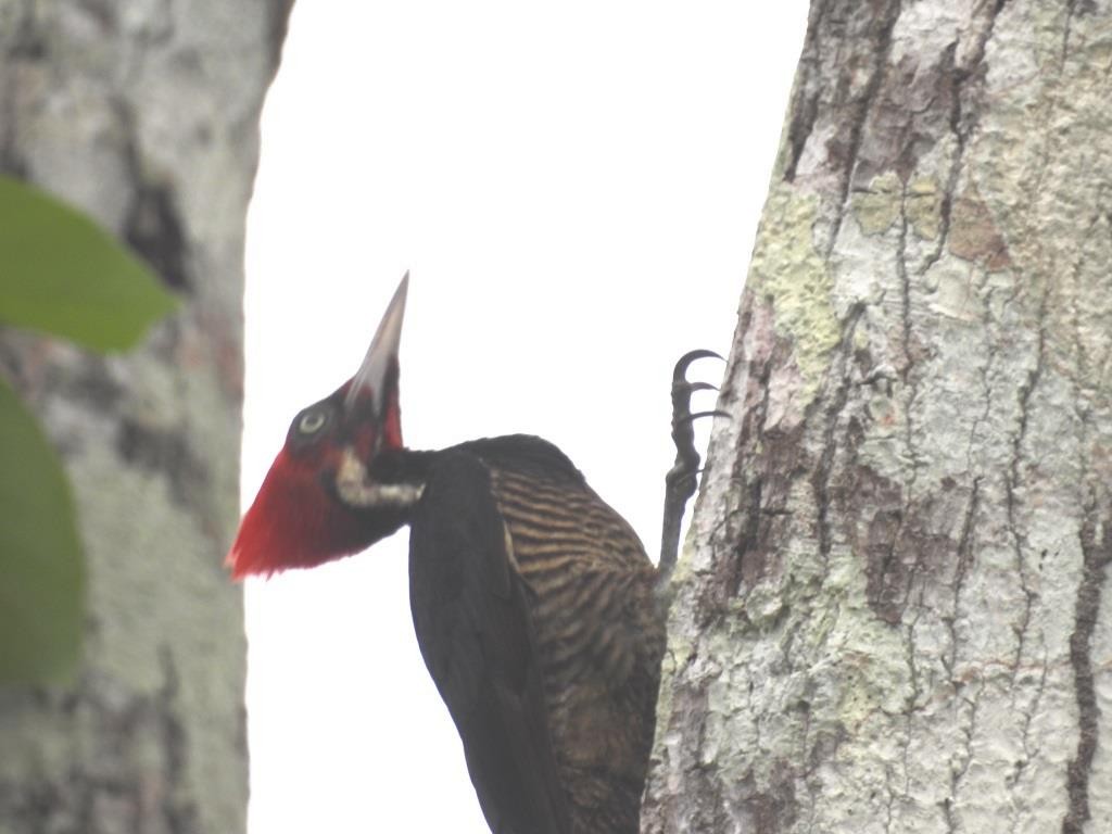Lineated Woodpecker - Stephen Long