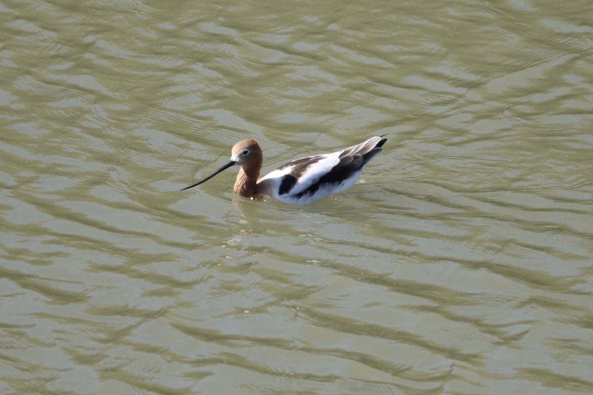 Avocette d'Amérique - ML433592311