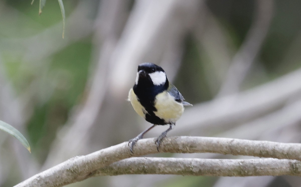 Great Tit - ML433592671