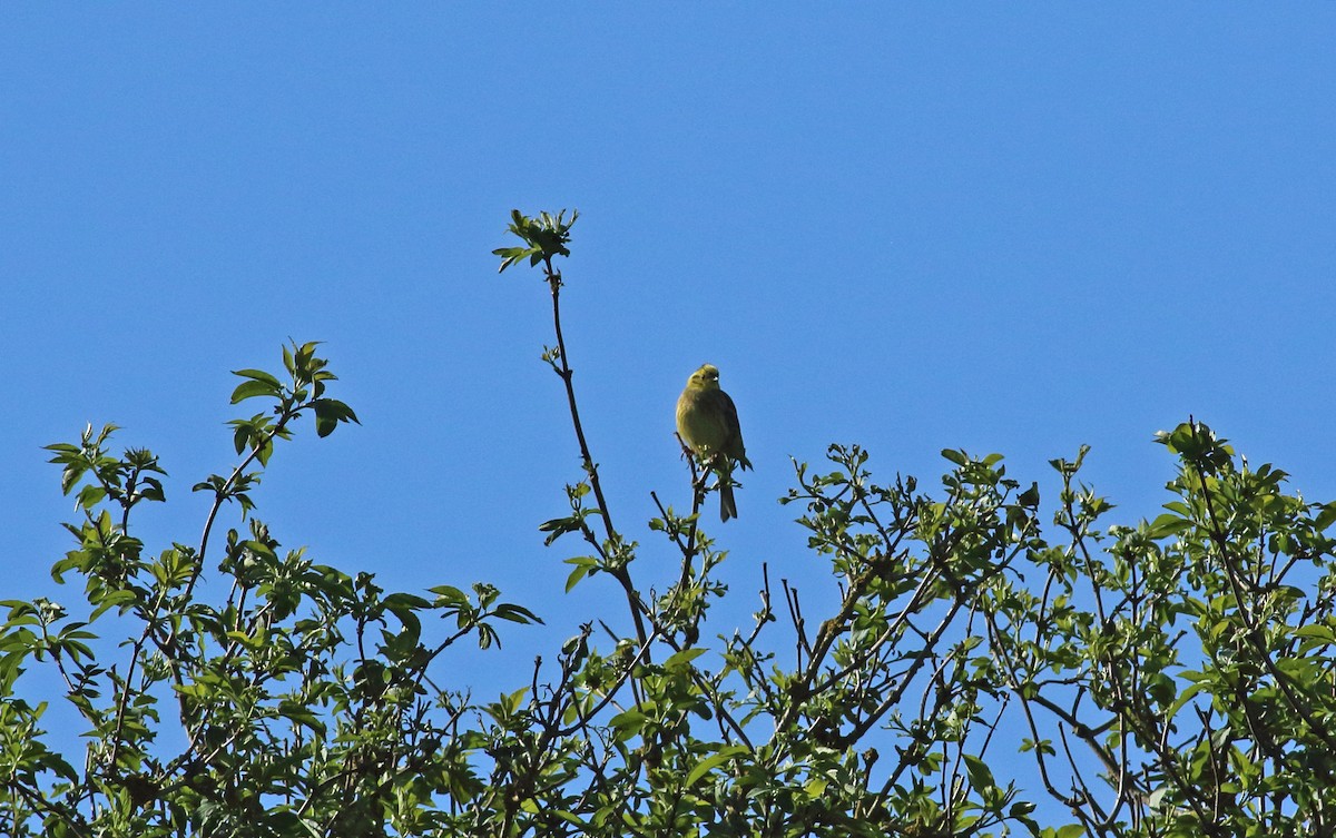 Bruant jaune - ML433592791