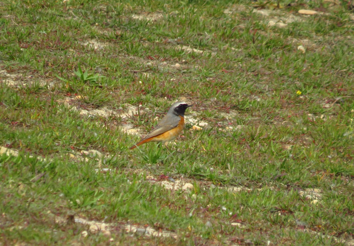 Common Redstart - ML433592961