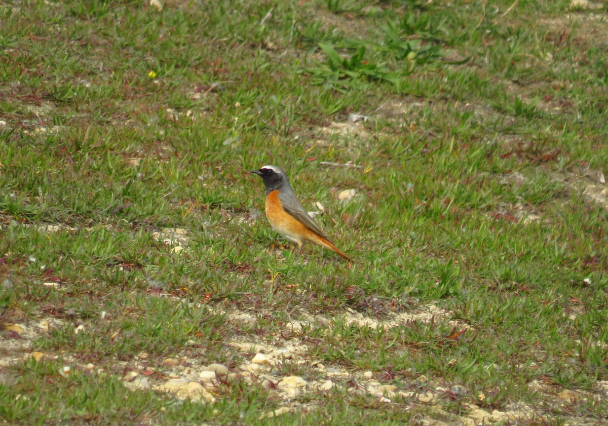 Common Redstart - ML433592991