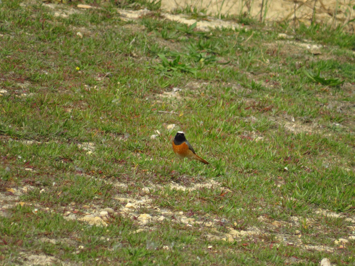 Common Redstart - ML433593171