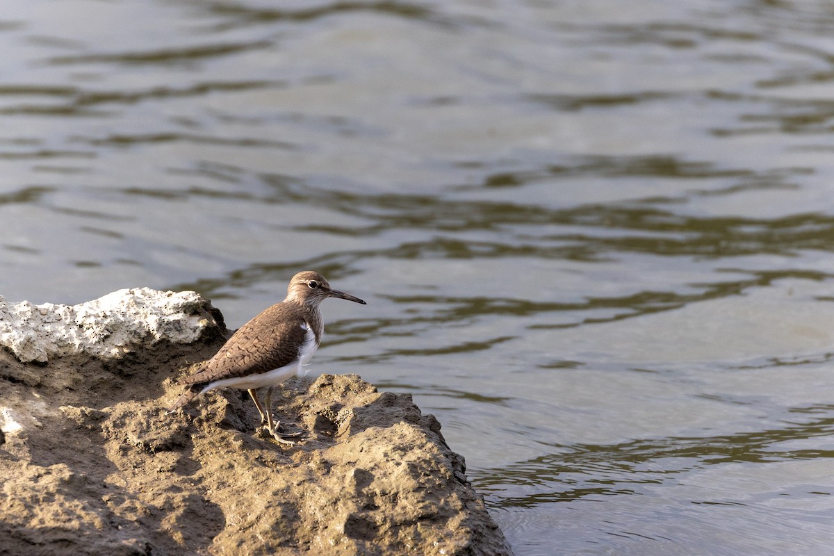 Common Sandpiper - Mário Trindade