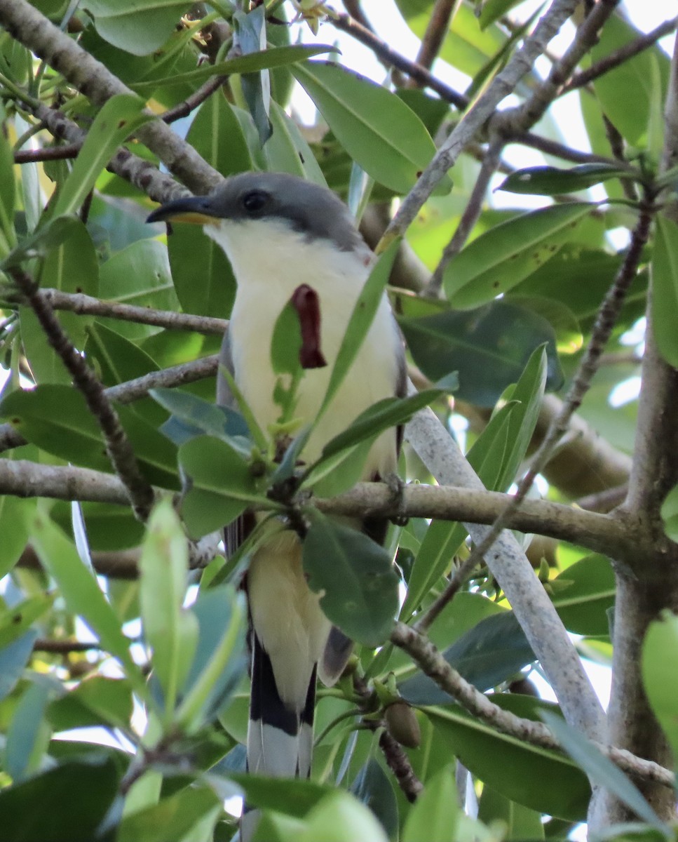 Mangrove Cuckoo - ML433594911