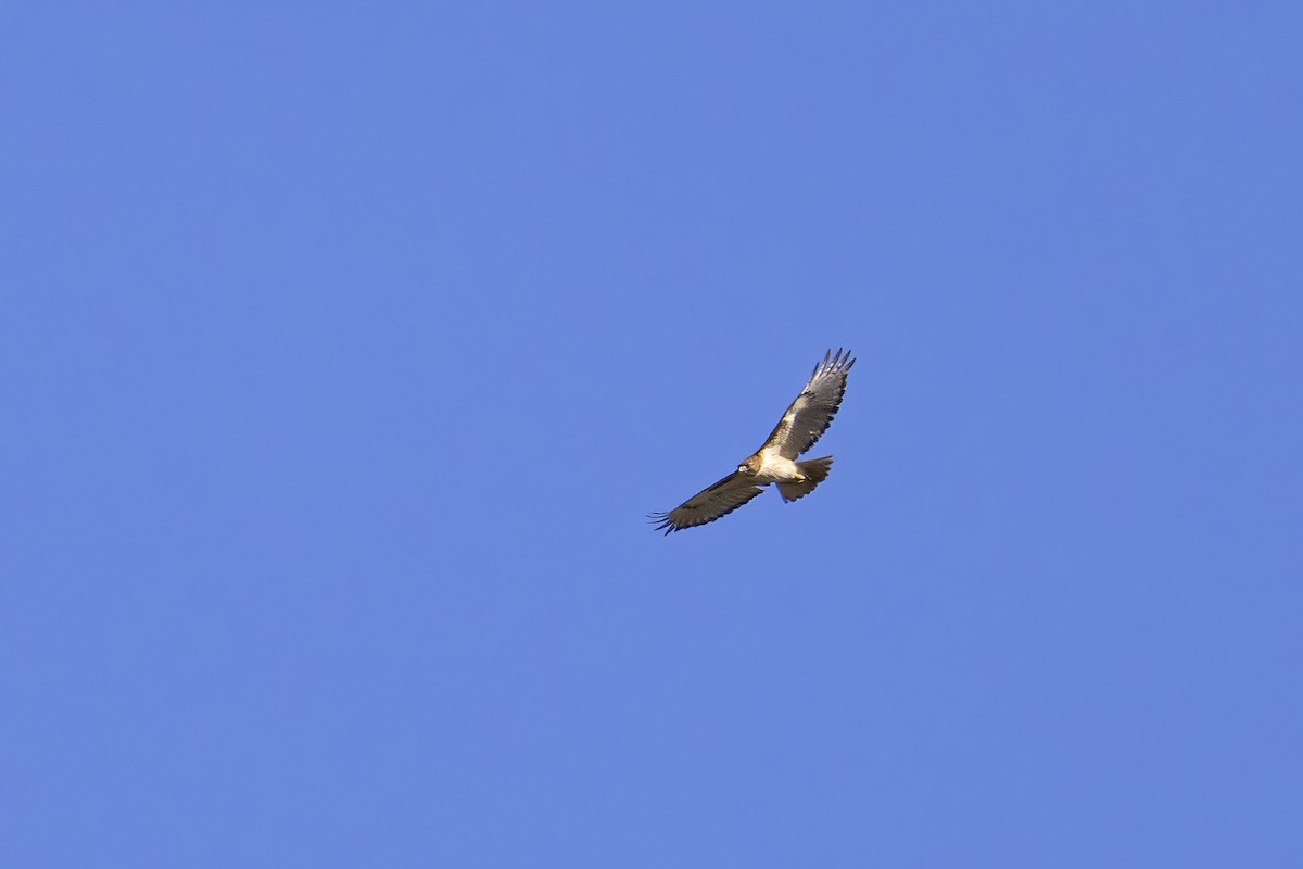 Red-tailed Hawk - ML433595001