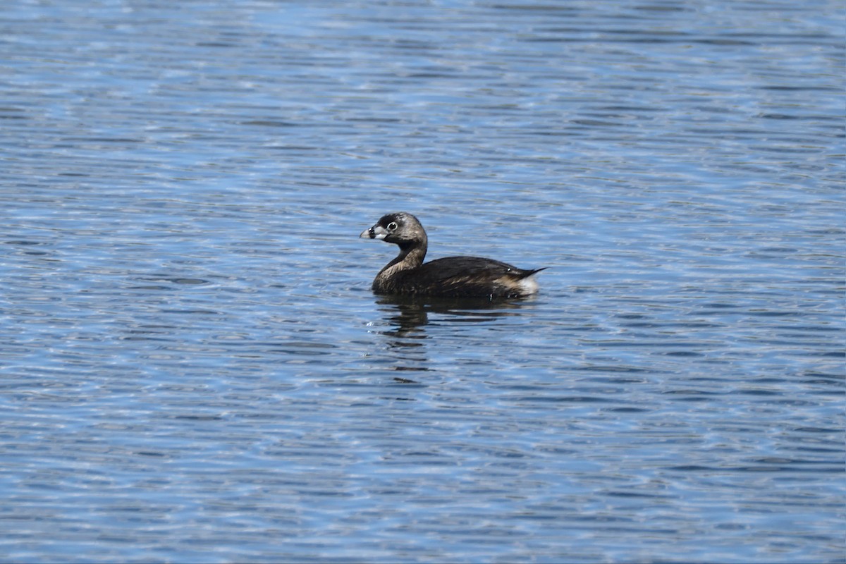 Pied-billed Grebe - ML433595181