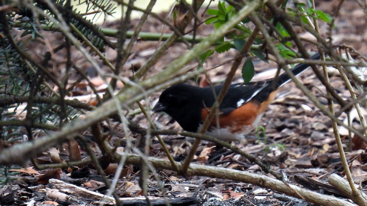 Eastern Towhee - ML433595601