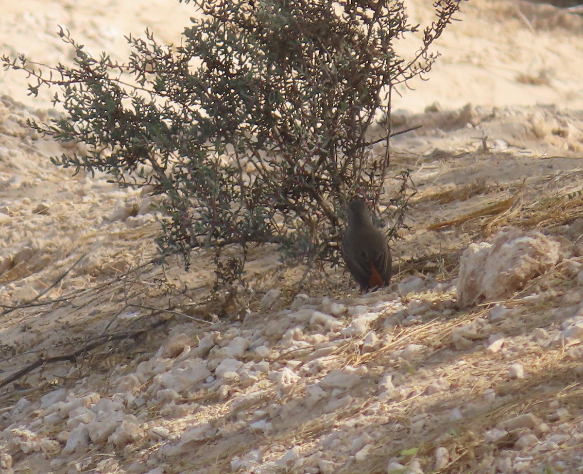 Kurdish/Persian Wheatear (Red-tailed Wheatear) - ML433595951