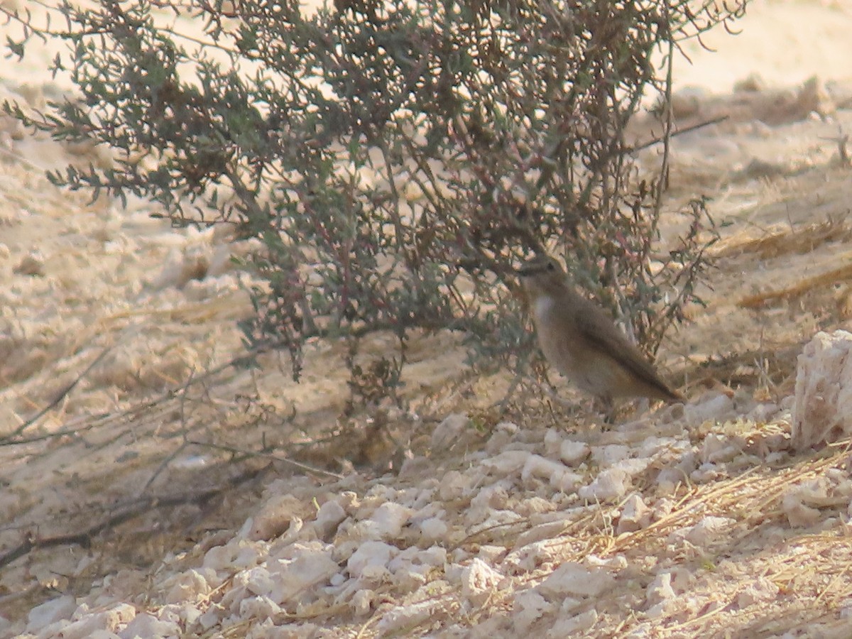 Kurdish/Persian Wheatear (Red-tailed Wheatear) - ML433596071