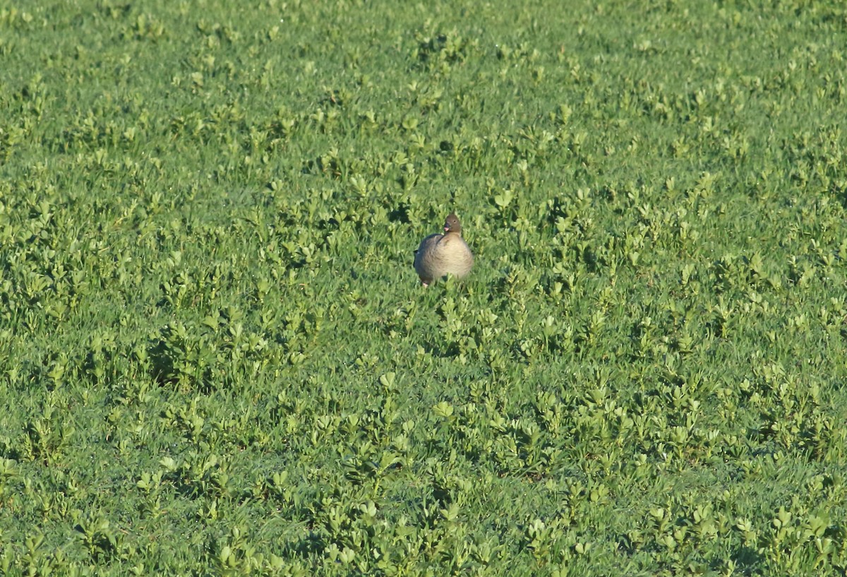 Pink-footed Goose - ML433596291