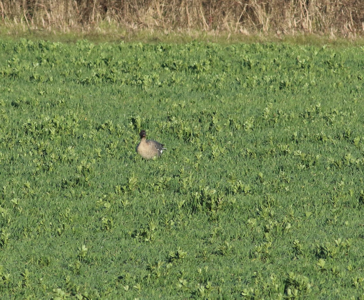 Pink-footed Goose - ML433596311