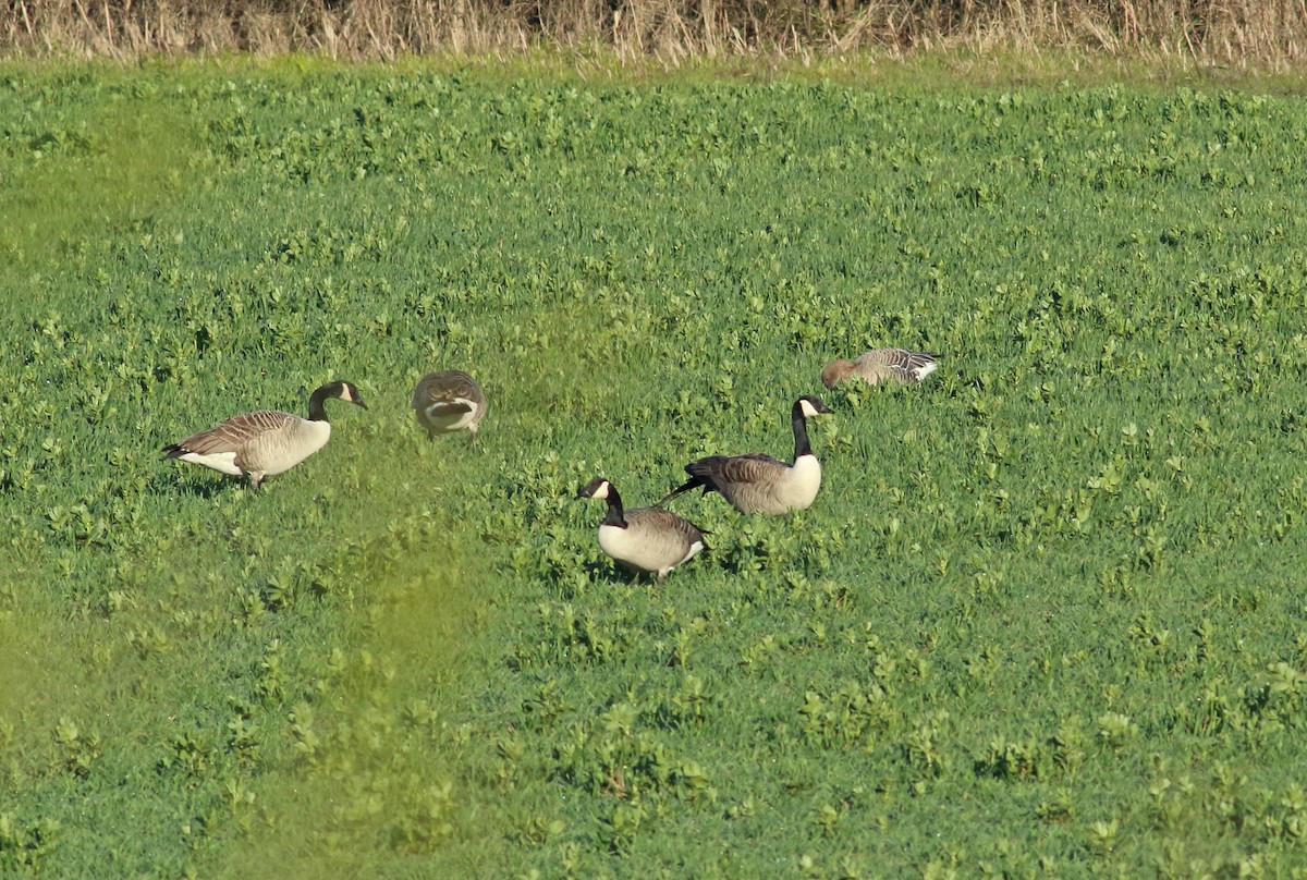 Pink-footed Goose - ML433596471