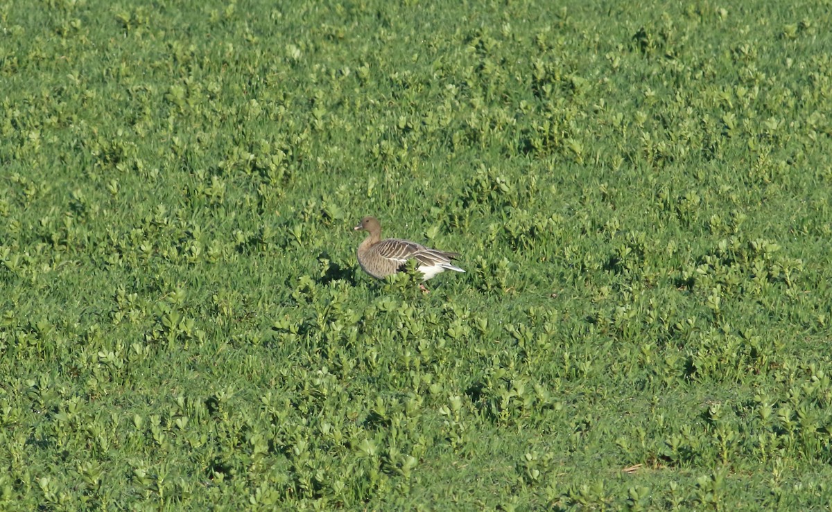 Pink-footed Goose - ML433596561