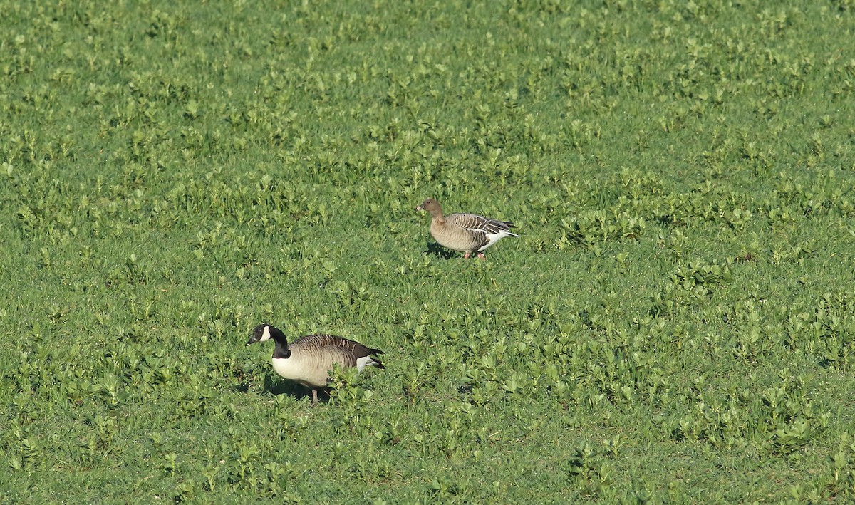 Pink-footed Goose - ML433596651