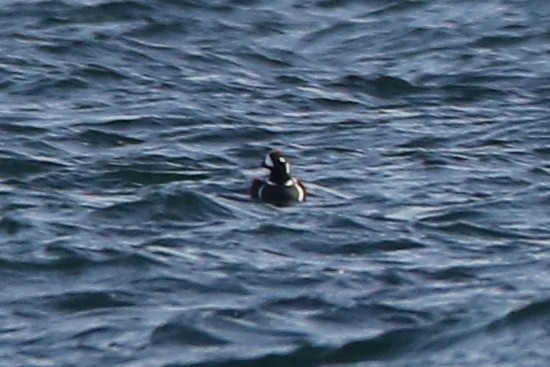 Harlequin Duck - ML43359701