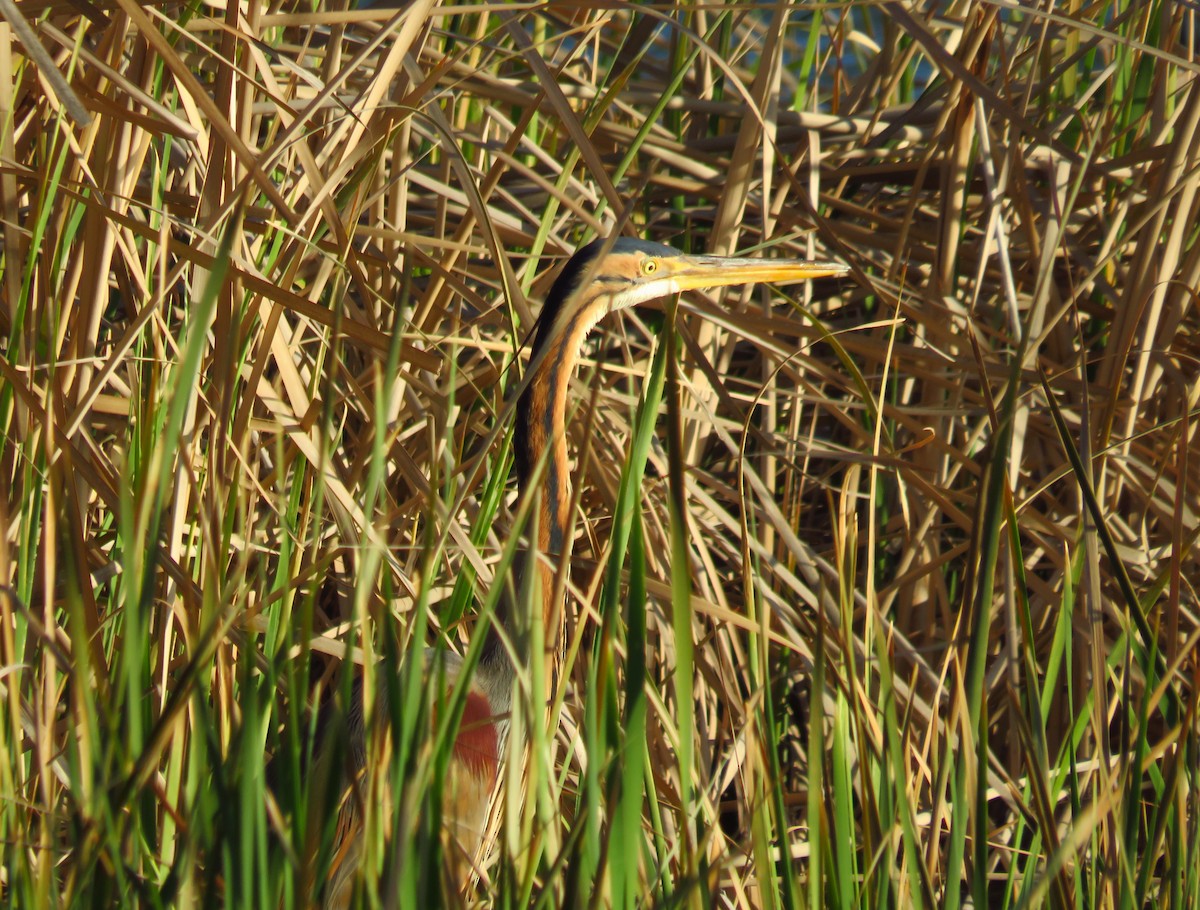 Purple Heron - ML433598021