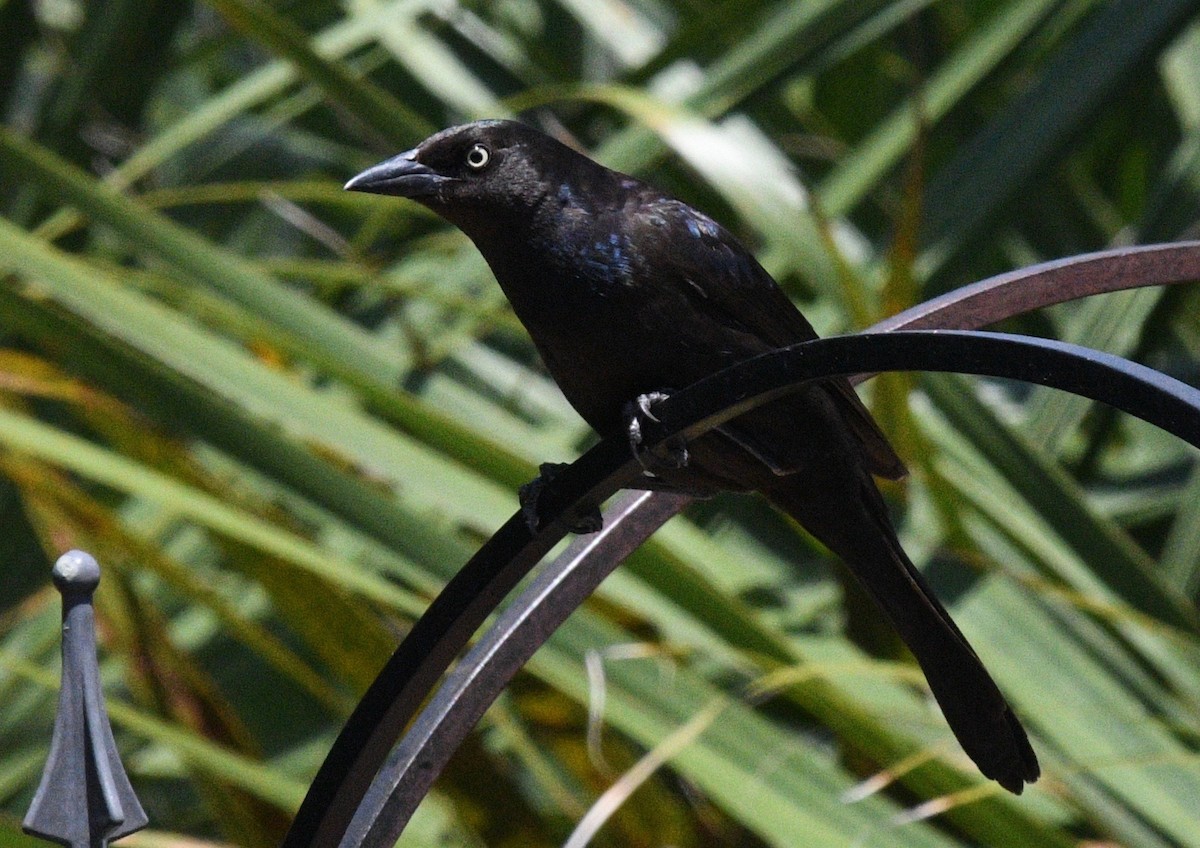 Common Grackle - ML433598631