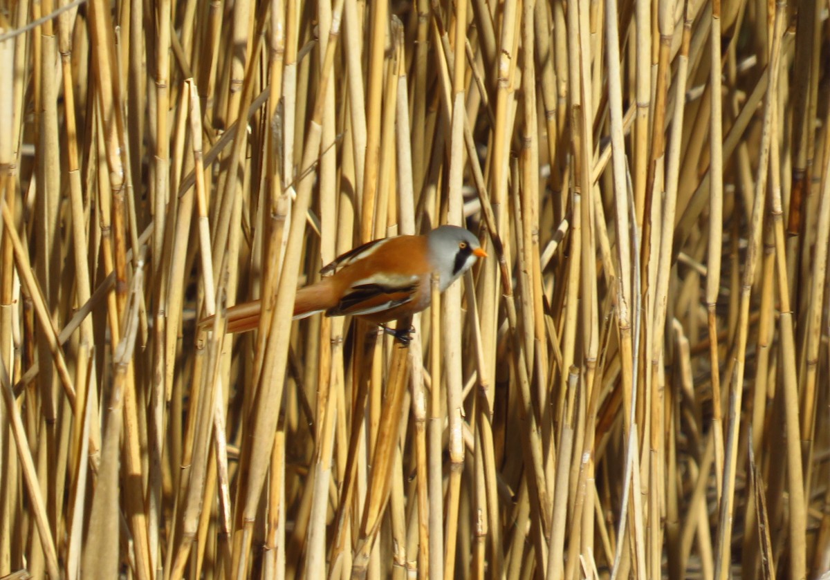 Bearded Reedling - ML433598881